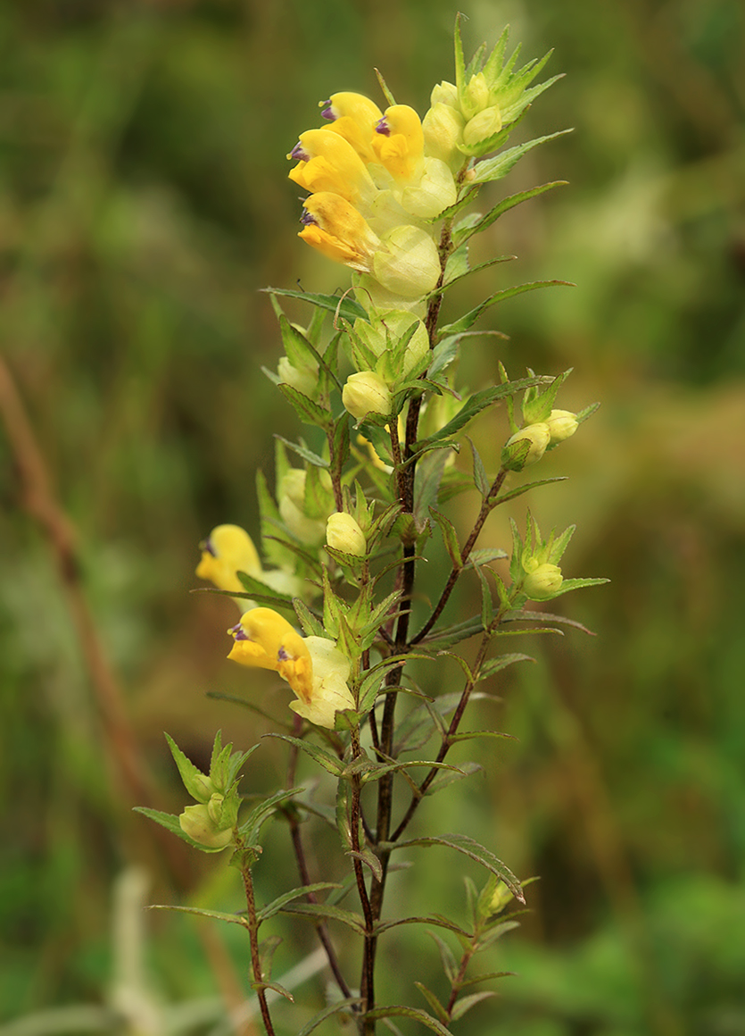 Изображение особи Rhinanthus apterus.