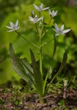 Ornithogalum oreoides