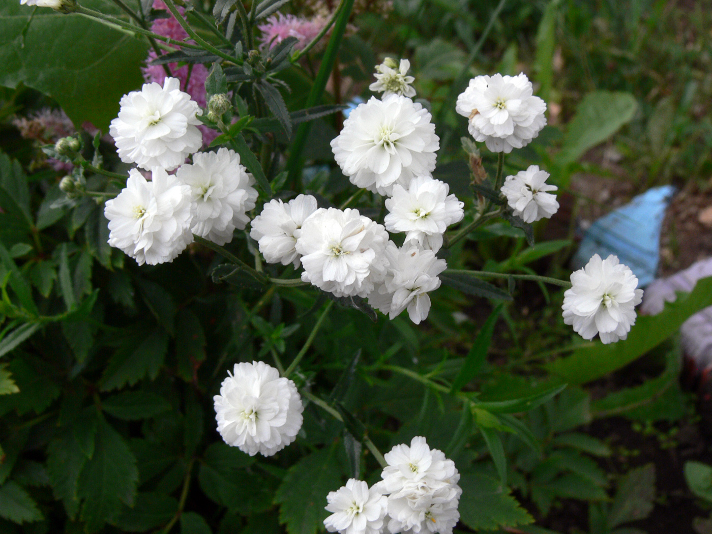 Изображение особи Achillea ptarmica var. multiplex.