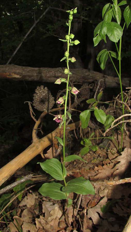 Изображение особи Epipactis helleborine.