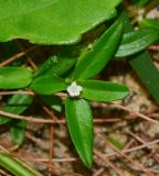 Hedyotis pterita