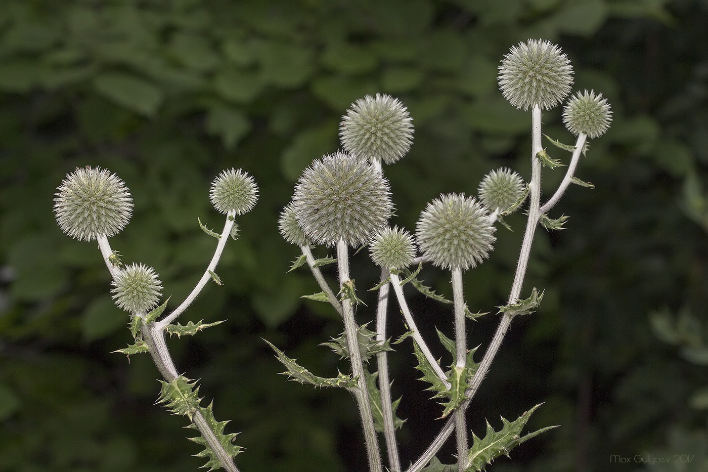 Изображение особи Echinops sphaerocephalus.