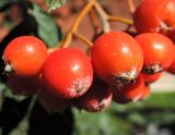 Sorbus hybrida. Плоды. Москва, Александровский сад, в культуре. 25.08.2015.