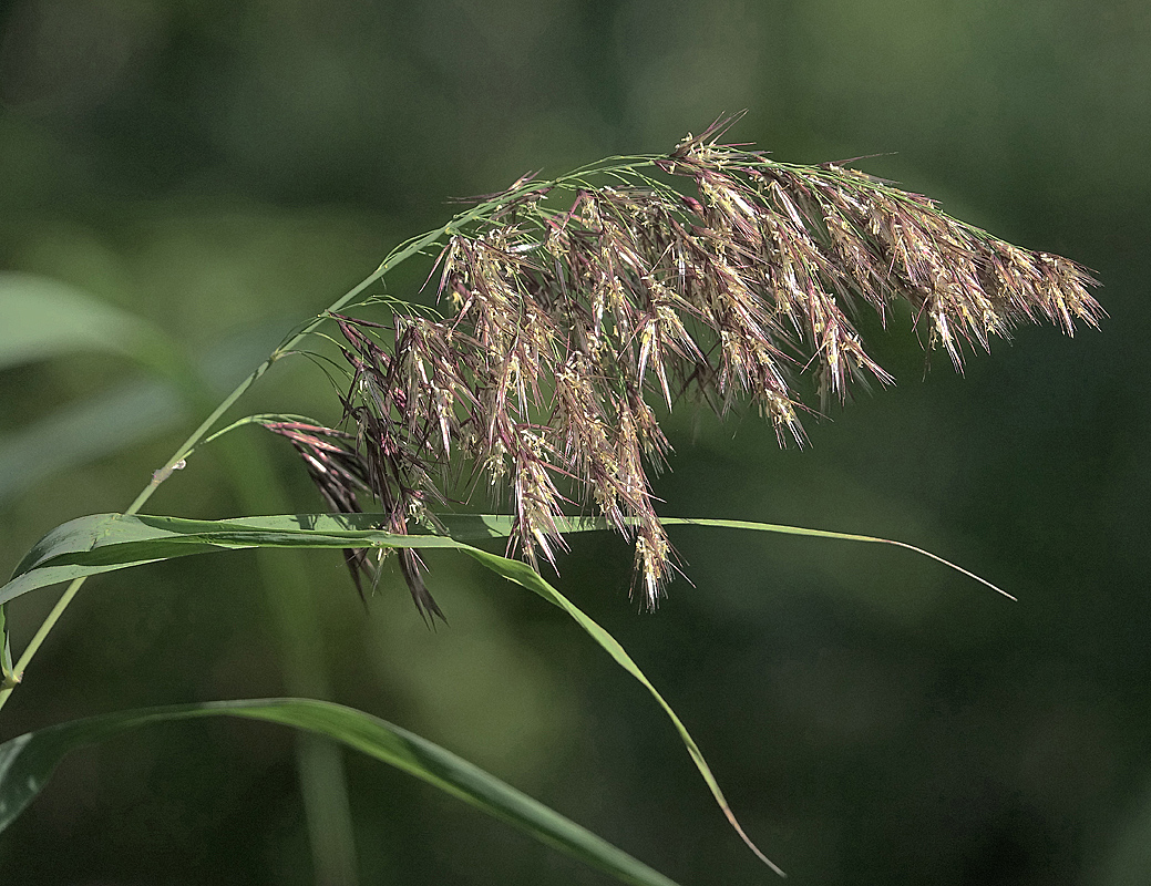 Изображение особи Phragmites australis.