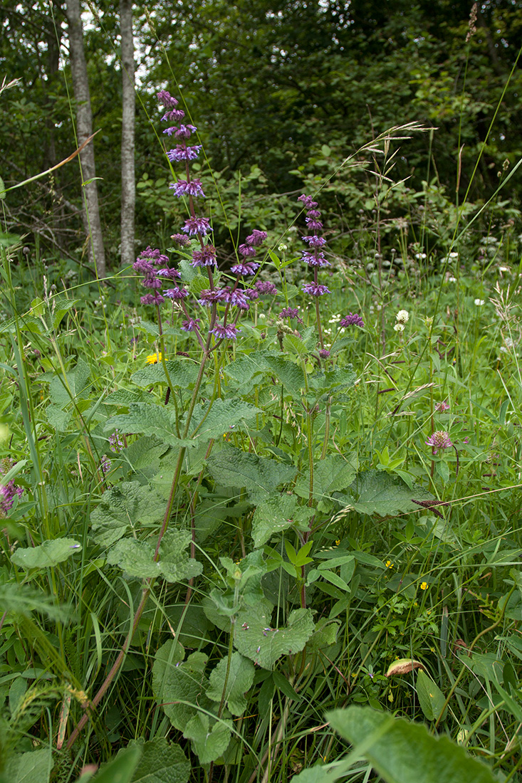 Изображение особи Salvia verticillata.