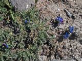 Oxytropis tianschanica