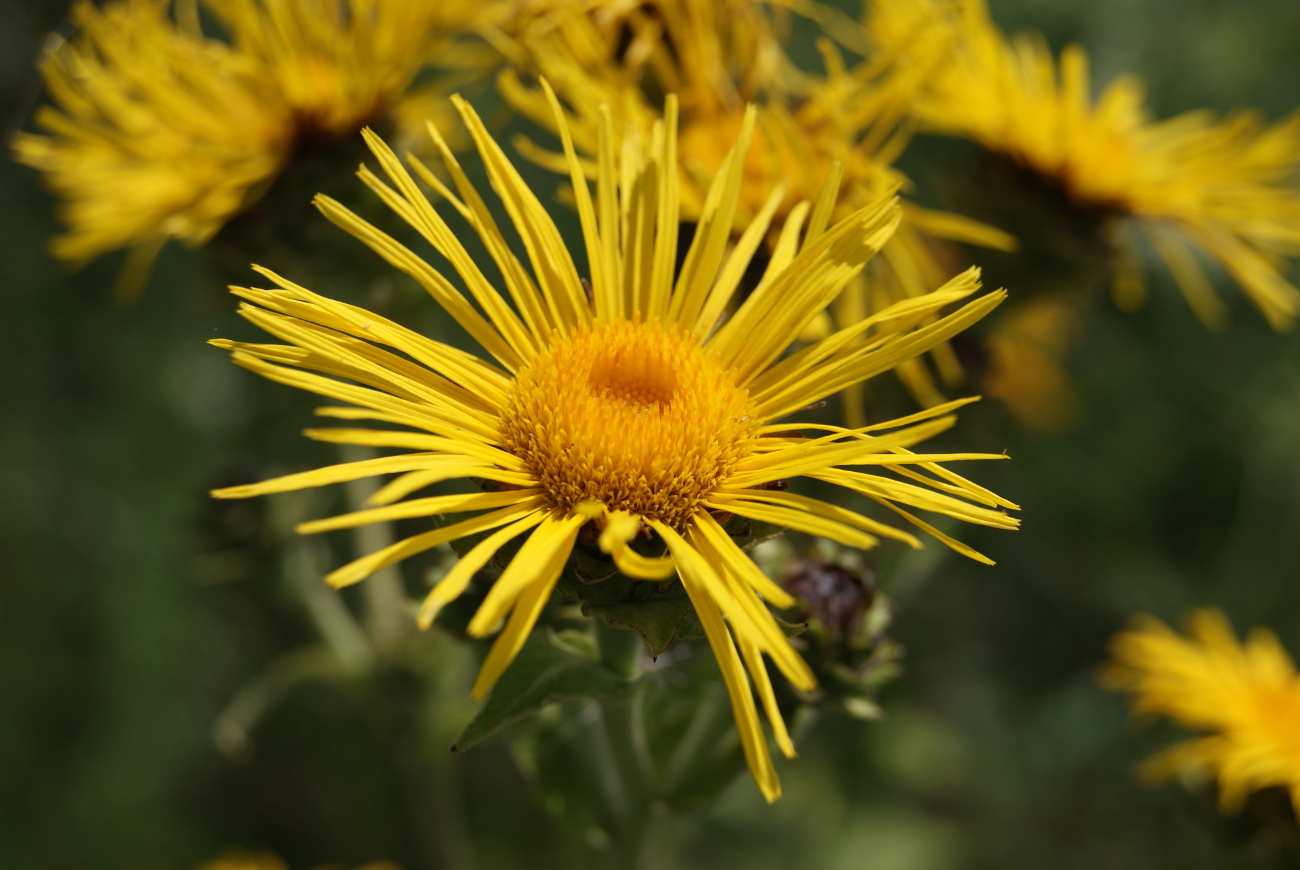 Изображение особи Inula helenium.