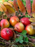 Sorbus domestica