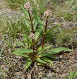 Valeriana tuberosa. Растения в стадии формирования соцветий. Восточный Казахстан, г. Усть-Каменогорск, восточные окр., Лесхоз, середина склона сопки. 30.04.2018.