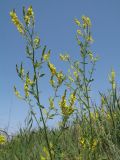 Melilotus dentatus. Верхушка цветущего растения. Казахстан, г. Тараз, дно долины р. Карасу на краю тростниковых зарослей. 3 июня 2018 г.
