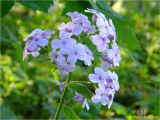 Lunaria rediviva