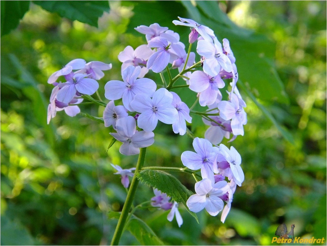 Изображение особи Lunaria rediviva.