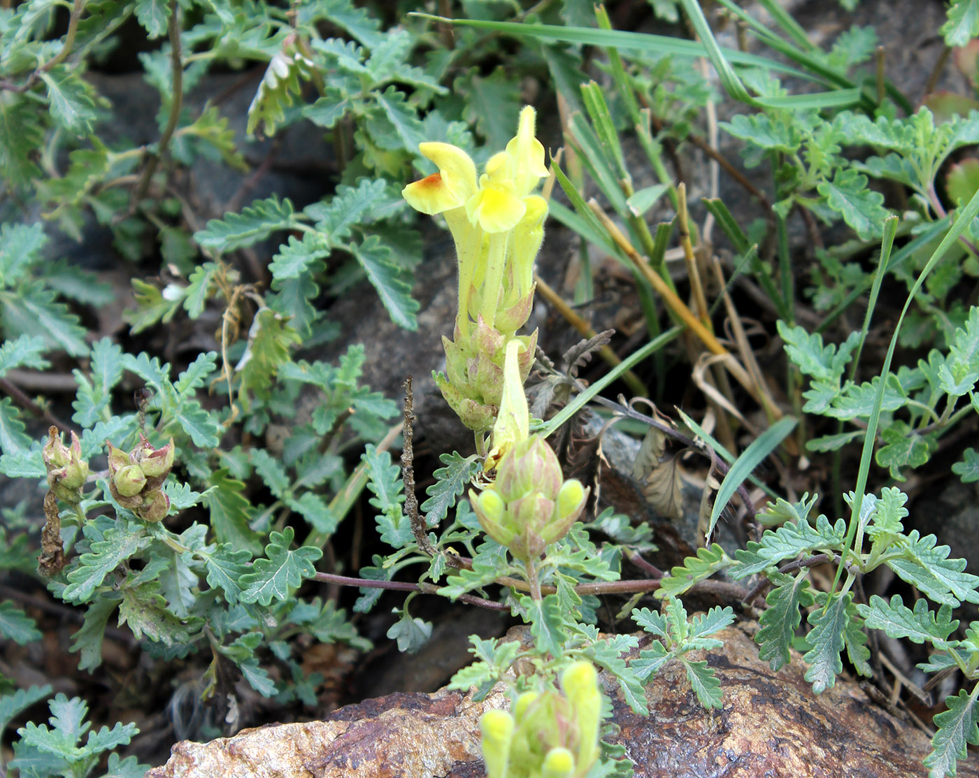 Изображение особи Scutellaria karatschaica.