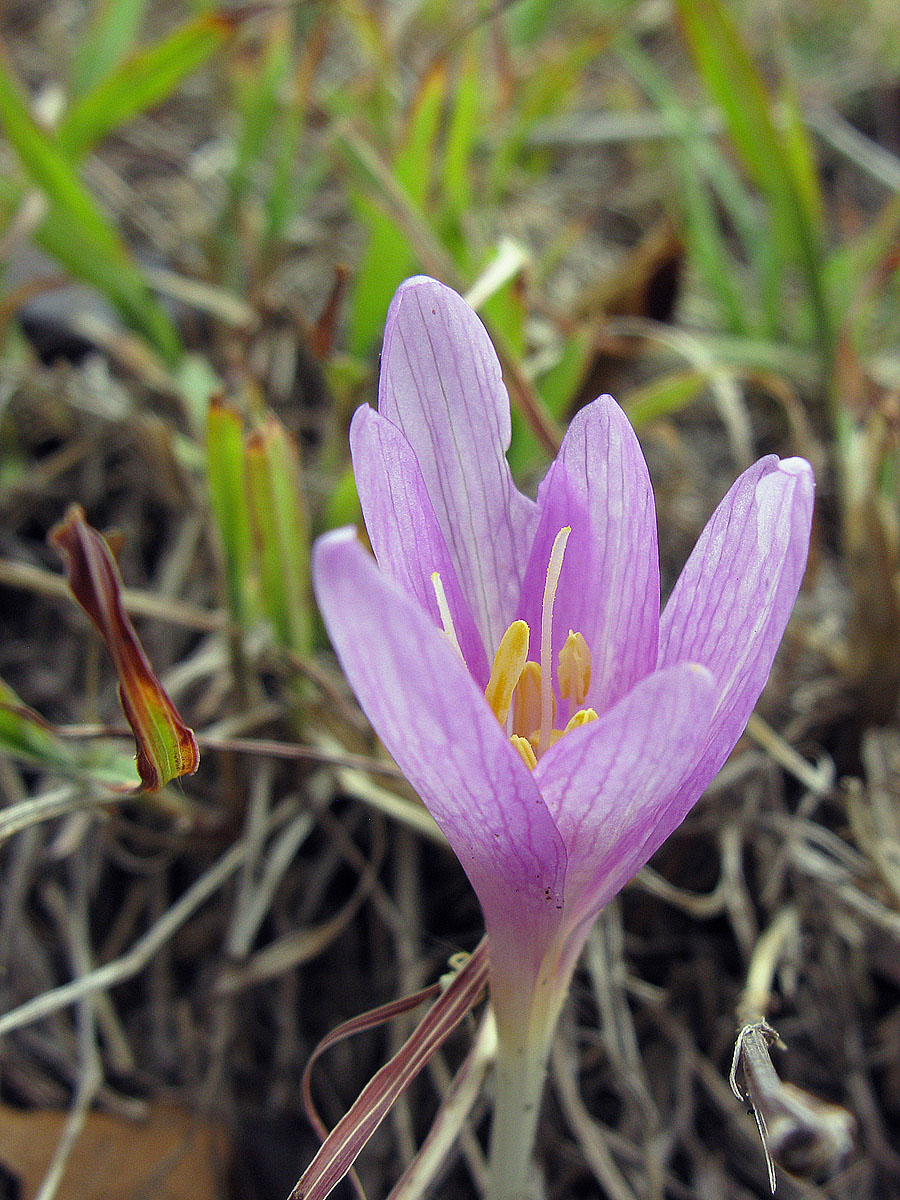 Изображение особи Colchicum laetum.