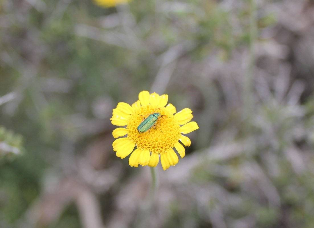 Изображение особи Tanacetum tabrisianum.