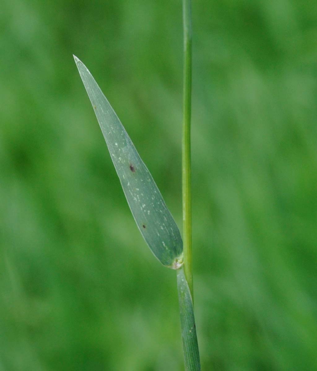 Изображение особи Hordeum spontaneum.