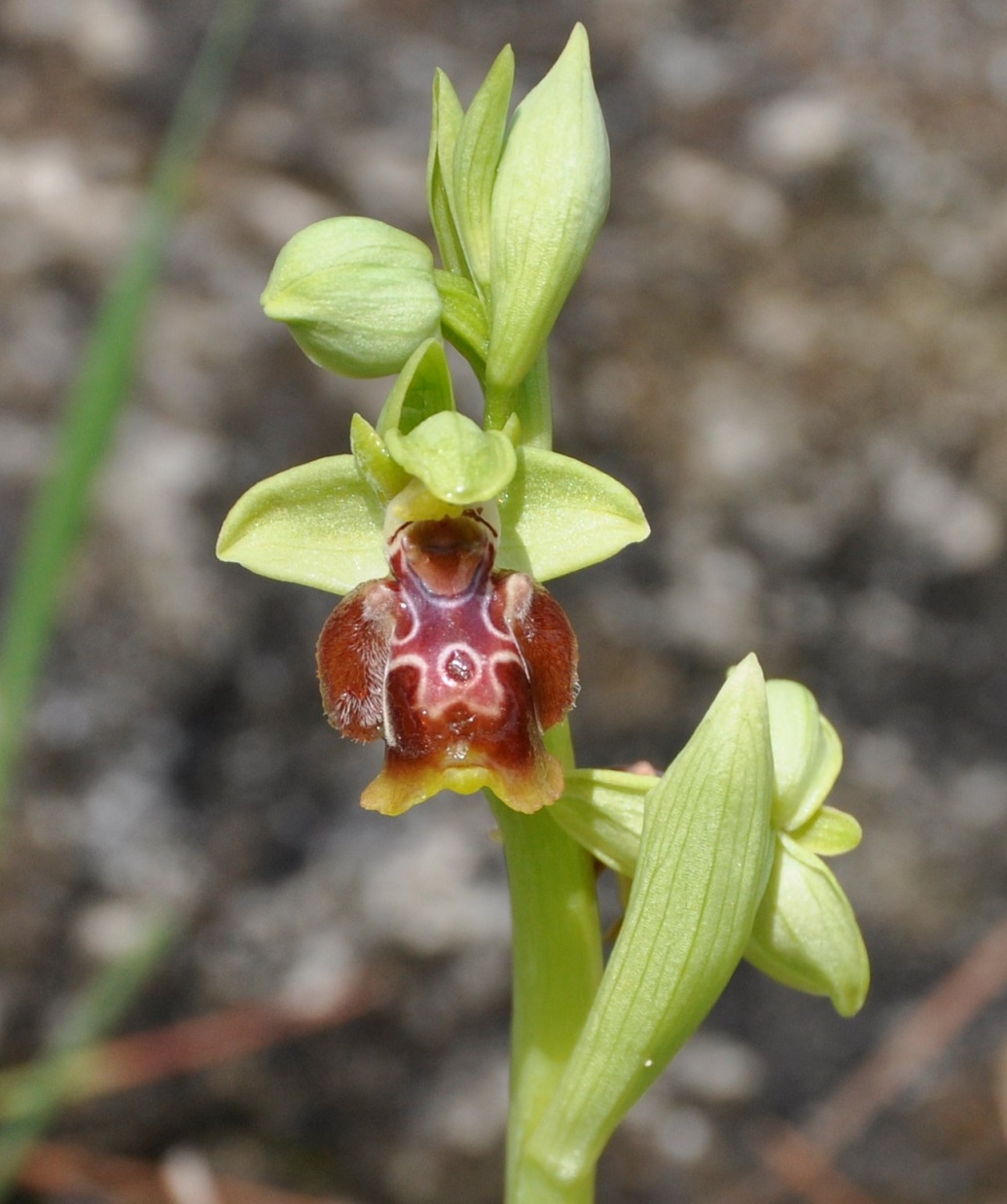 Image of Ophrys flavomarginata specimen.