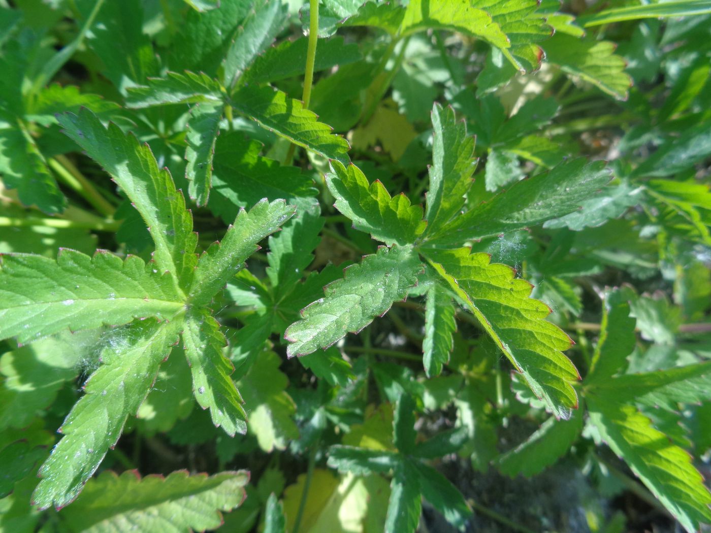 Изображение особи Potentilla reptans.