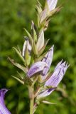 Campanula latifolia