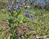 Pulmonaria mollis