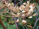 Heracleum sibiricum