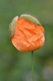 Papaver oreophilum