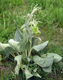 Ligularia narynensis