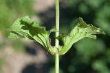 Lamium amplexicaule