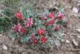 Astragalus calycinus