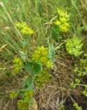 Bupleurum rotundifolium