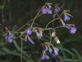 Lactuca tatarica