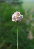 Allium strictum. Верхушка цветущего растения. Республика Саха (Якутия), Хангаласский улус, левый берег р. Сиинэ (Синяя), поляна в хвойном лесу. 27.07.2023.