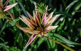 Gazania &times; hybrida