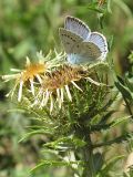 Carlina biebersteinii. Соцветие с кормящейся голубянкой Дафнис (Polyommatus daphnis). Карачаево-Черкесия, Зеленчукский р-н, долина р. Аксаут, окр. аула Красный Карачай. 11.08.2011.