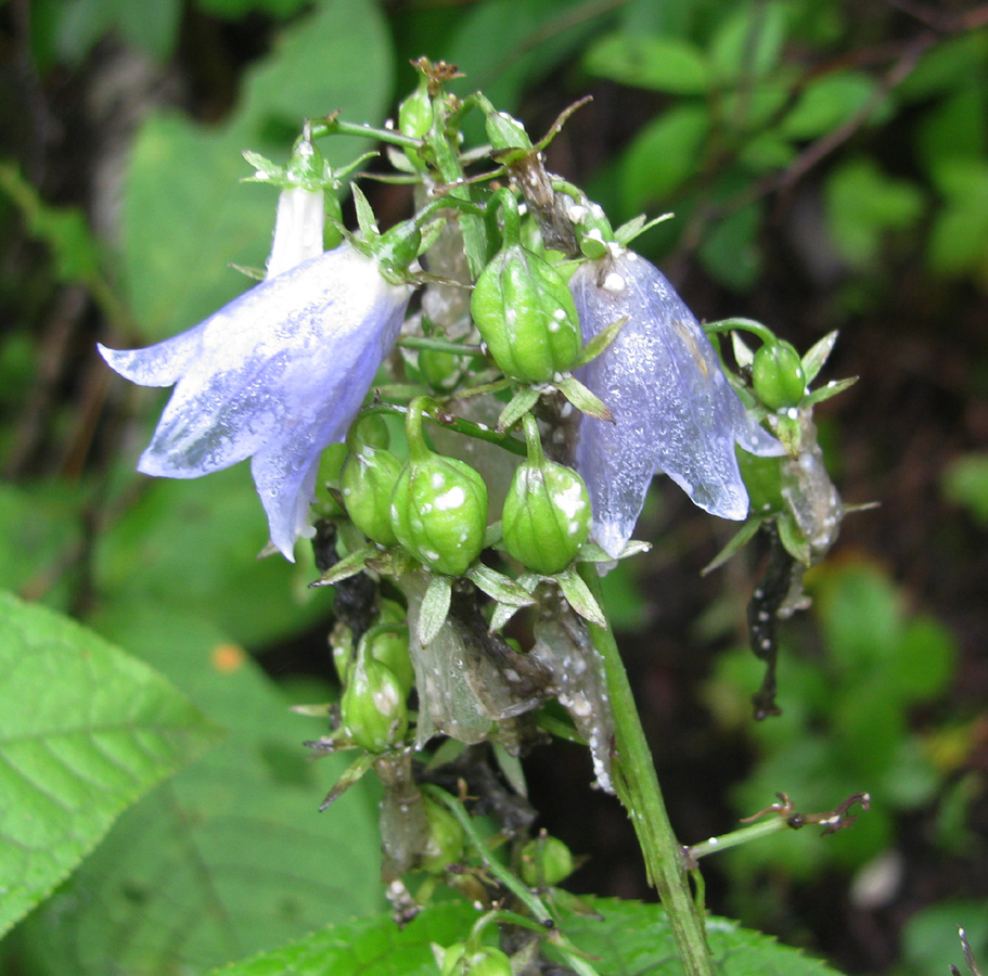 Изображение особи Adenophora pereskiifolia.