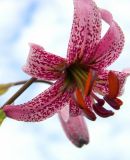 Lilium pilosiusculum