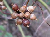 Cuscuta lupuliformis