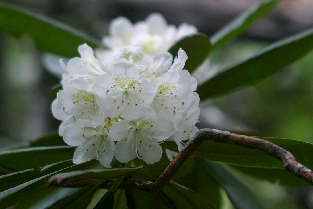 Изображение особи Rhododendron fauriei.