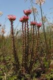 Pseudosedum lievenii