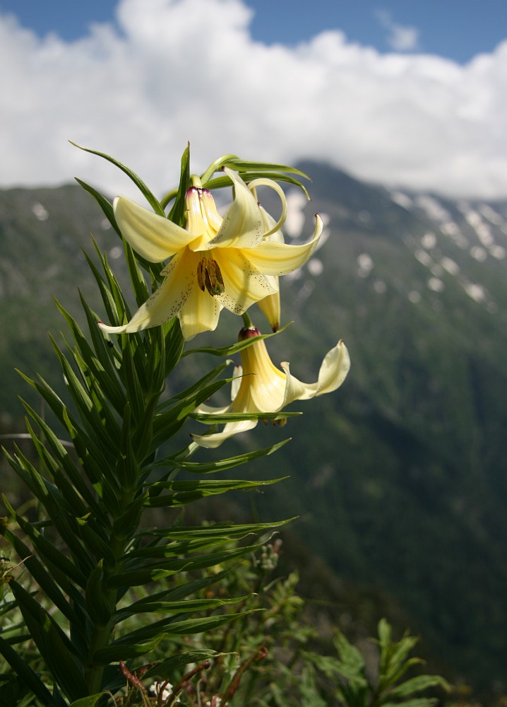 Image of Lilium kesselringianum specimen.