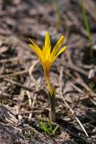 Colchicum luteum. Цветущее растение. Южный Казахстан, Таласский Алатау, ущ. Кши-Каинды. 12.04.2013.