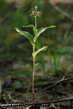 Epipactis helleborine