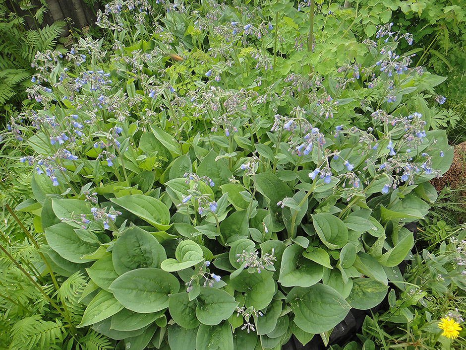 Изображение особи Mertensia sibirica.