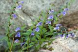 Scutellaria galericulata