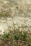 Hymenolobus procumbens