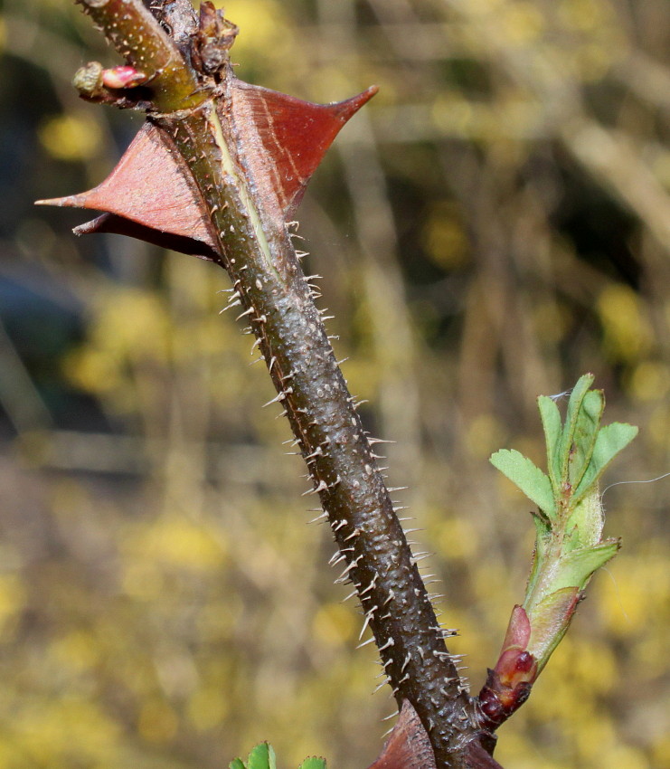 Изображение особи Rosa omeiensis f. pteracantha.