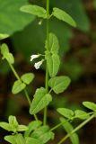 Scutellaria dependens. Часть побега с цветками. Приморский край, Шкотовский р-н, окр. пос. Штыково, левый берег р. Артёмовки, долинный ильмово-ясенёвый лес. 08.07.2014.