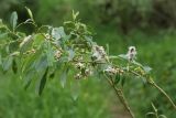 Salix triandra