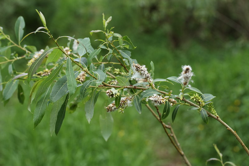 Изображение особи Salix triandra.