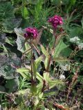 Dianthus barbatus